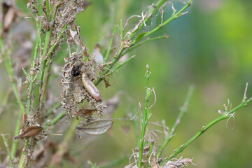 Pupa of the box tree moth - Cydalima perspectalis in nature. It is an invasive species of insect. Pest in the gardens. 