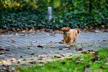 Eddie - tiny happy old dog adopted from the shelter.