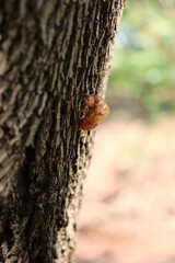 Carcaça de cigarra no tronco. Imagem bizarra e assustadora.