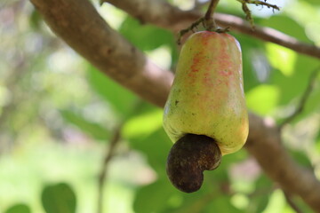 Delicious tropical fruit. Cashew straight from the cashew tree. Healthy, naturally grown food.