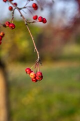 A walk on a sunny day in the autumn park