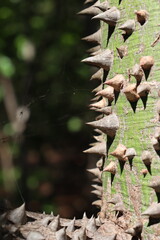 Wood texture with thorns. Trunk of a thorny tree. Danger, sharp, sharp bridge.