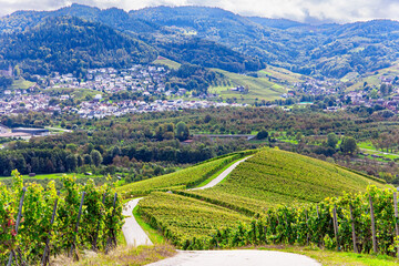 Even rows of grape bushes.