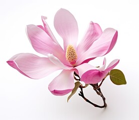 Purple pink magnolia flower isolated on white background, with clipping path