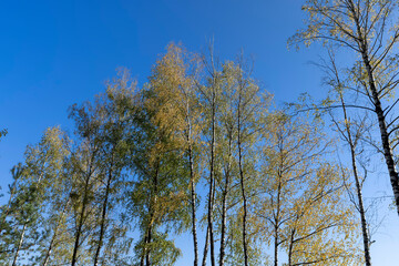 sunny autumn weather in a birch forest with a blue sky