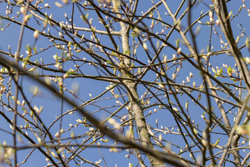 the branches of the bird cherry tree in the spring season