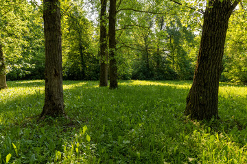 deciduous trees with green foliage in spring, green foliage