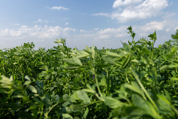 field with green grasses and plants for animal husbandry