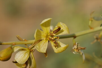 Beautiful wild yellow flower | Sudan
