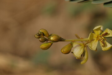 Beautiful wild yellow flower | Sudan