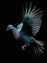 Majestic Flight: The Victoria Crowned Pigeon