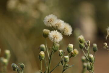 plant flower Erigeron bonariensis -Sudan 