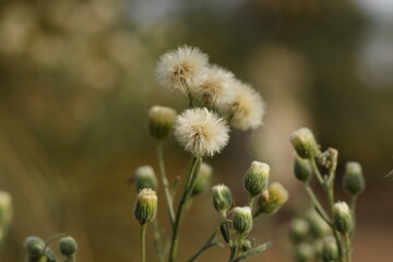 plant flower Erigeron bonariensis -Sudan 