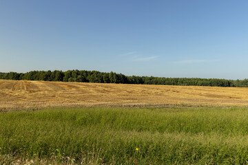 Fototapeta premium A field with cereals in the summer