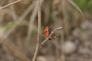 Pyrrhocoris apterus, commonly known as the European firebug, is a brightly colored insect found...