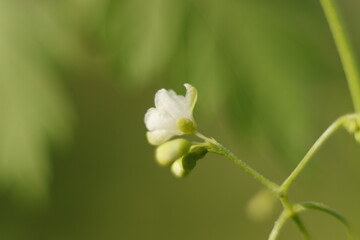 lily of the valley flower