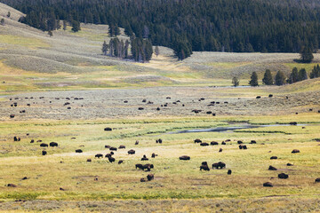 Yellowstone