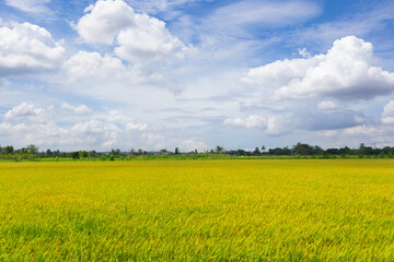 Fototapeta premium Green rice meadow fields with blue sky.