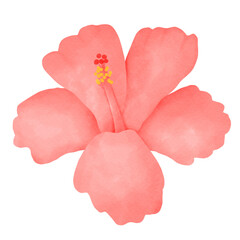 hibiscus flower, flower, red flower, cartoon flower, watercolor flower, nature, red, valentine, bright love, illustration, decoration