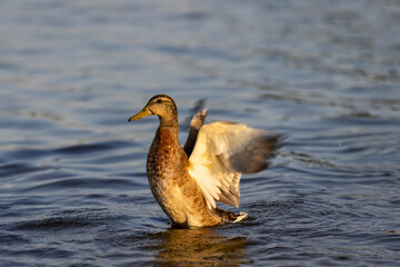 wild birds ducks while feeding at sunset