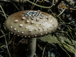 Forest toadstool for witch's potion
