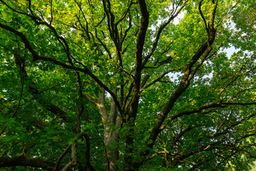 changing the color of the foliage of plants in the autumn season
