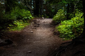 Abwaschbare Fototapete path in the forest © EddieDove