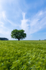 one oak with green foliage in the summer field