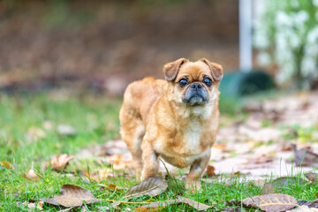 Eddie - tiny happy old dog adopted from the shelter.