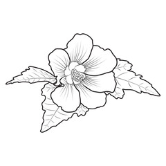 Hardy hibiscus syriacus flower botanical vector illustration, coloring book page