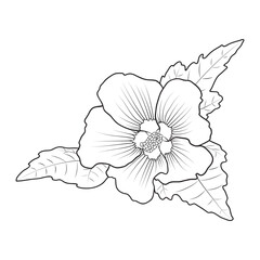 Hardy hibiscus syriacus flower botanical vector illustration, coloring book page