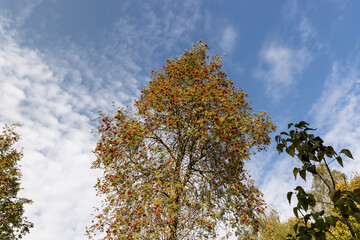 red fruits and foliage on a rowan tree in autumn weather