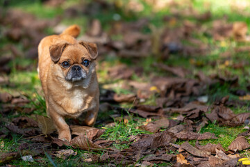 Eddie - tiny happy old dog adopted from the shelter.