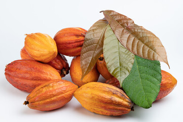Close up of raw cacao pods