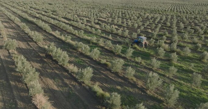 Aerial footage over an Olive plantation in Kakheti, Georgia