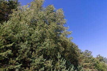 Tall pine tree in summer