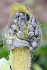 Corn smut (Ustilago maydis) is a fungus parasite of corn. Is an edible fungus highly valued in Mexico known as huitlacoche.