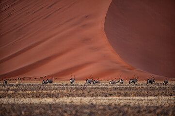 Oryx group in the namibian desert