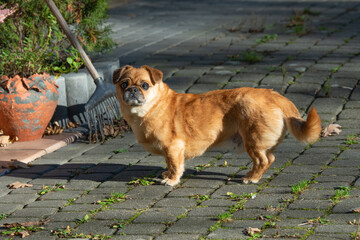 Eddie - tiny happy old dog adopted from the shelter.