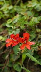 R1ed colour flowers of Pelargonium panduriforme also known as Oakleaf garden geranium