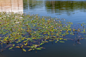 an old abandoned swamp with dirty water