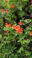 R1ed colour flowers of Pelargonium panduriforme also known as Oakleaf garden geranium