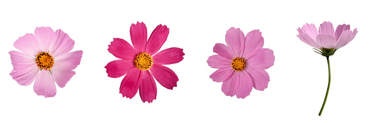 Botanical Collection. Four Pink Cosmos bipinnatus flowers isolated on a white background. Elements for creating designs, cards, patterns, floral arrangements, frames, wedding cards and invitations. - obrazy, fototapety, plakaty
