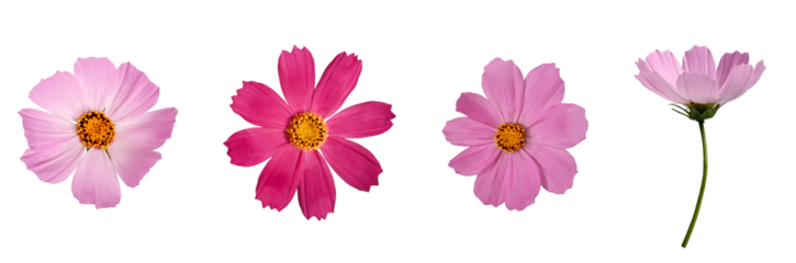 Botanical Collection. Four Pink Cosmos bipinnatus flowers isolated on a white background. Elements for creating designs, cards, patterns, floral arrangements, frames, wedding cards and invitations.
