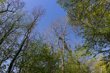 new green foliage on deciduous trees in the forest in the spring season