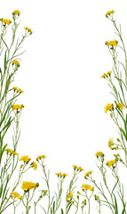 Floral frame of yellow wildflowers isolated on white background. Element for creating design, postcard, template, flower arrangement, cards and invitations.