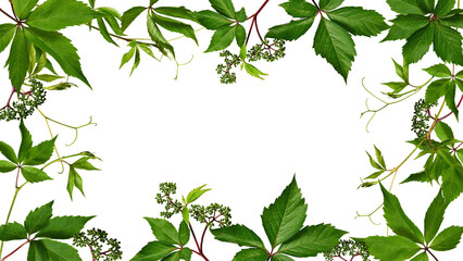 Spring frame of wild grape leaves on transparent background with possibility to change background color, copy space.