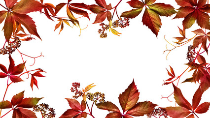 Fototapeta premium Autumn frame of wild grape leaves on transparent background with possibility to change background color. Fall colors, copy space.