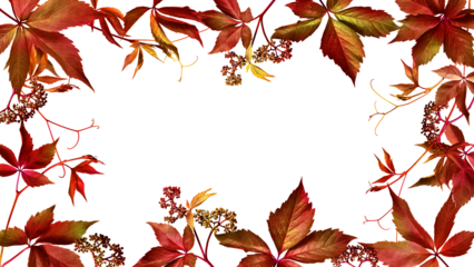 Autumn frame of wild grape leaves on transparent background with possibility to change background color. Fall colors, copy space.