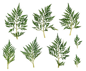 Set of ambrosia leaves isolated on a white background. Elements for creating designs, cards,...